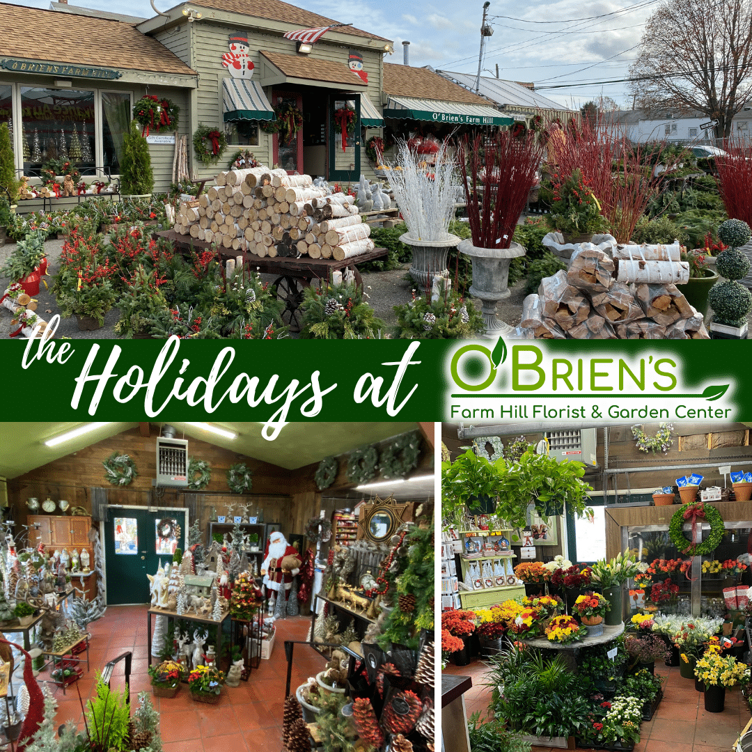 Christmas Trees, Decor and more at O'Brien's Farm Hill Florist